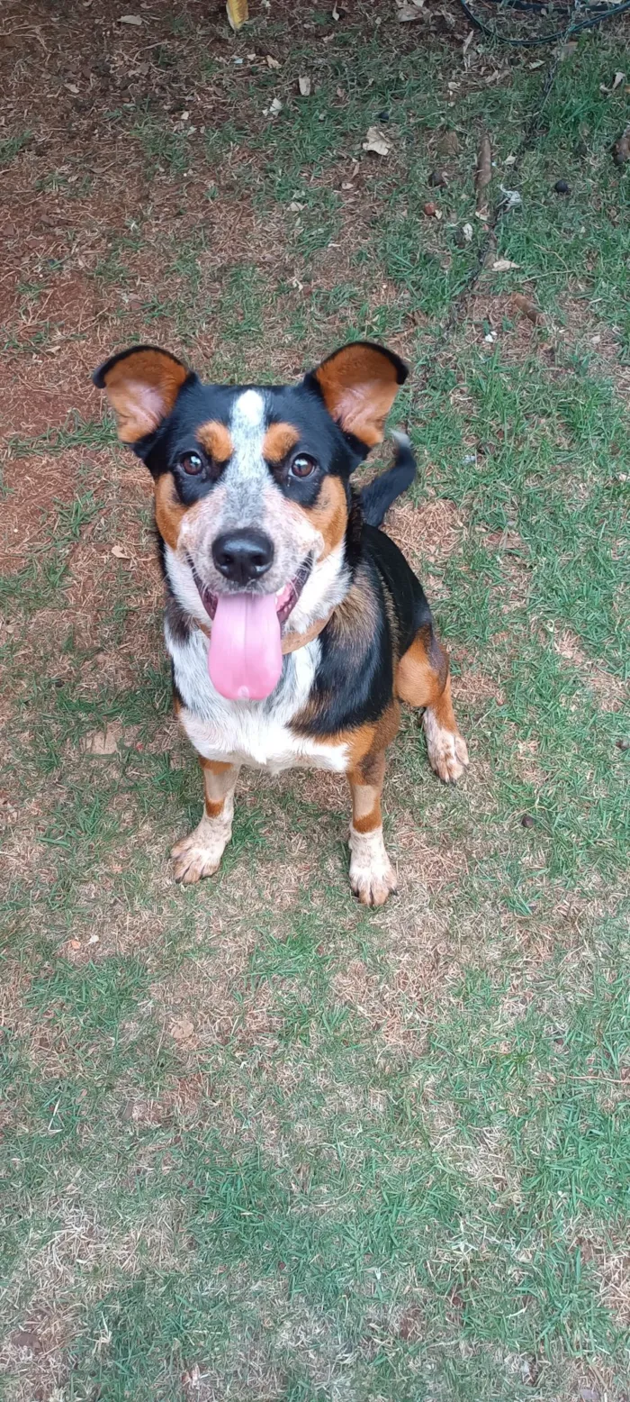 Cachorro raça SRD-ViraLata idade 2 anos nome Belinha