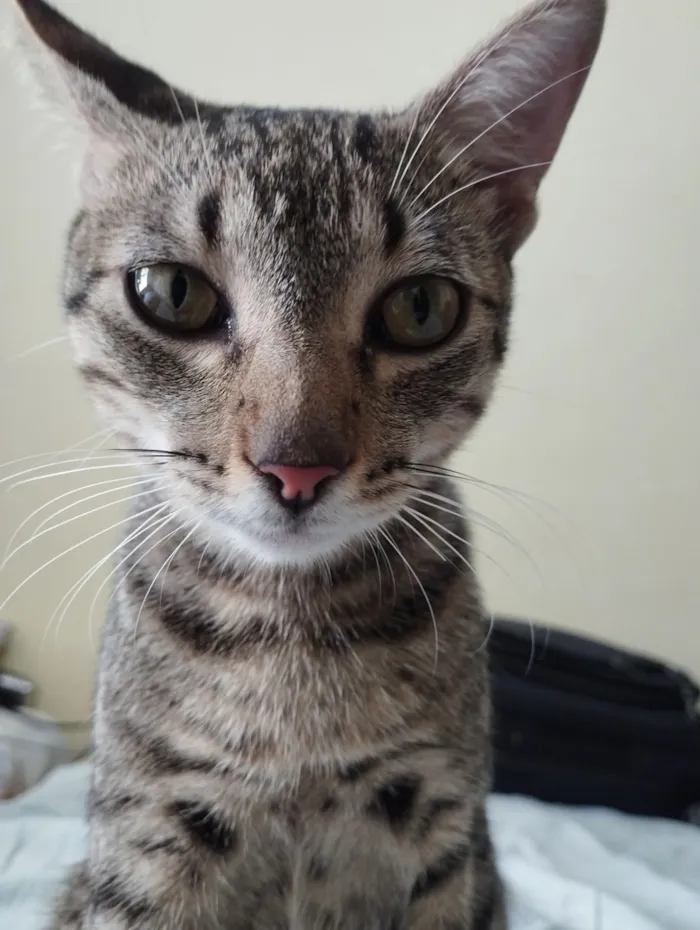 Gato raça SRD-ViraLata idade 7 a 11 meses nome Castiel