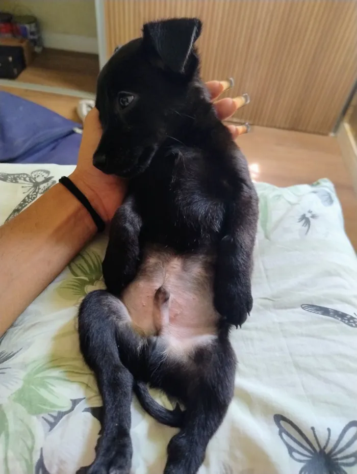 Cachorro raça SRD-ViraLata idade 2 a 6 meses nome Benício 