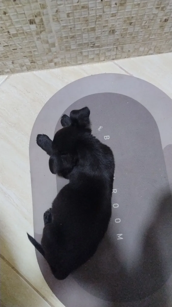 Cachorro raça SRD-ViraLata idade 2 a 6 meses nome Benício 