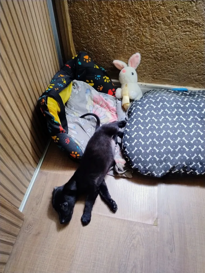 Cachorro raça SRD-ViraLata idade 2 a 6 meses nome Benício 