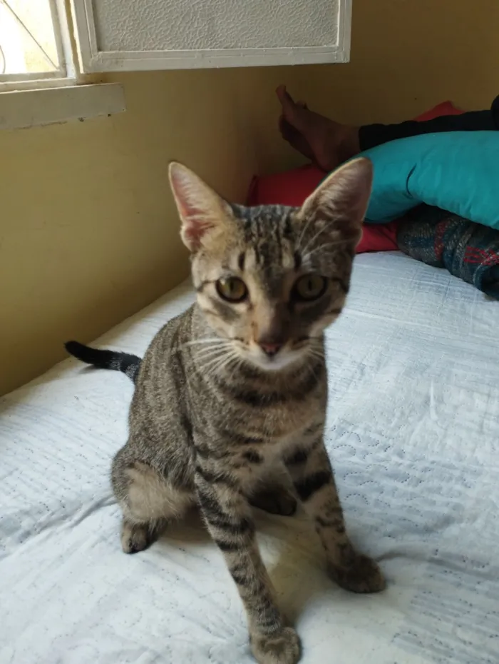 Gato raça SRD-ViraLata idade 7 a 11 meses nome Castiel