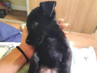 Cachorro raça SRD-ViraLata idade 2 a 6 meses nome Benício 