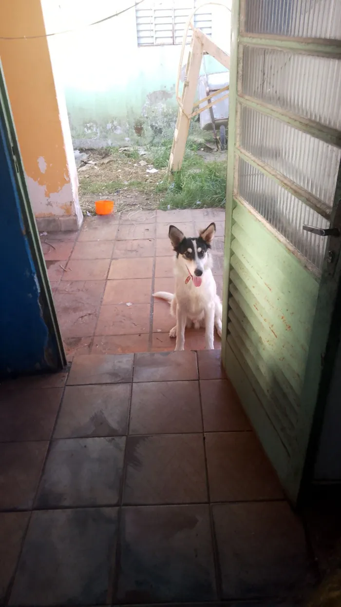 Cachorro raça Border collie  idade 7 a 11 meses nome Berry 