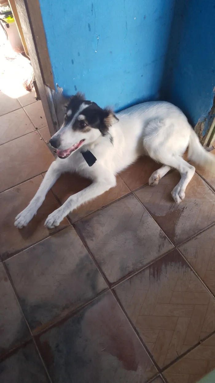Cachorro raça Border collie  idade 7 a 11 meses nome Berry 
