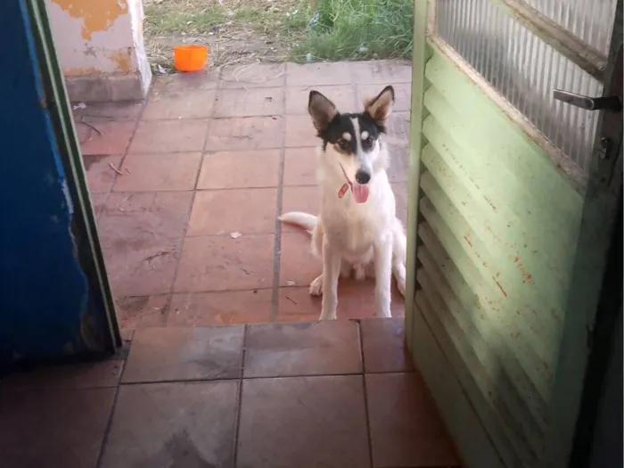 Cachorro raça Border collie  idade 7 a 11 meses nome Berry 