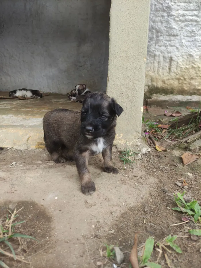 Cachorro raça SRD-ViraLata idade 2 a 6 meses nome MARCELO RIBEIRO COSTA