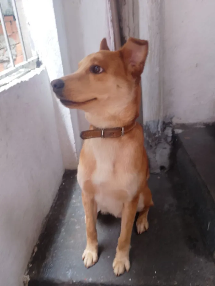DOA-SE CACHORRO URGENTE!!!