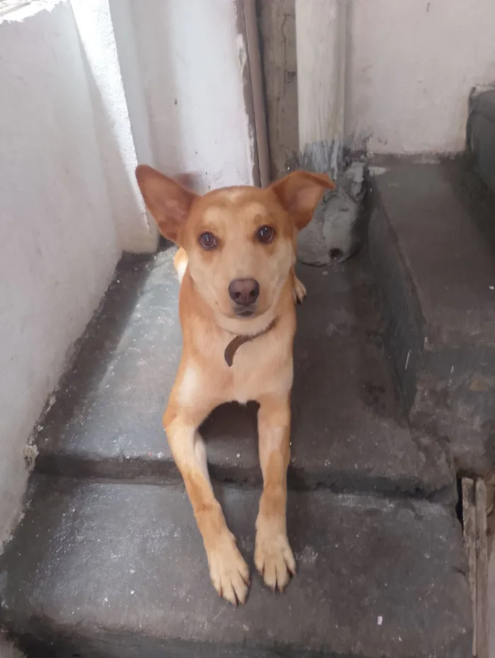 Cachorro raça SRD-ViraLata idade 2 anos nome DOA-SE CACHORRO URGENTE!!!