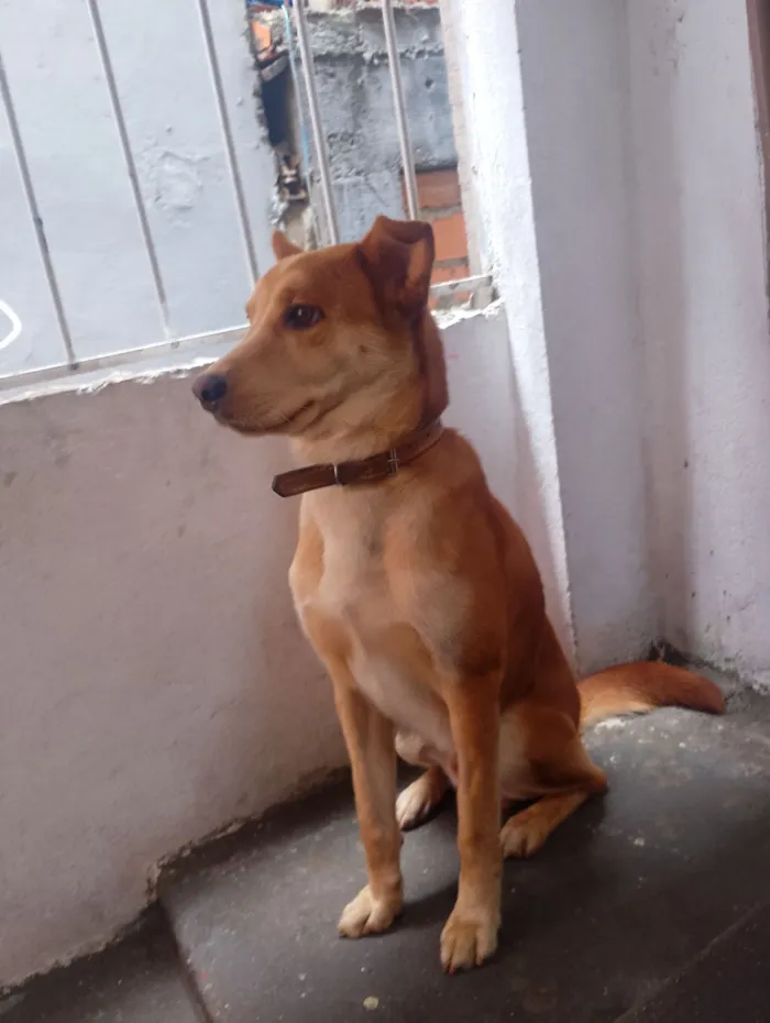 Cachorro raça SRD-ViraLata idade 2 anos nome DOA-SE CACHORRO URGENTE!!!