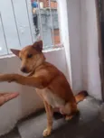 Cachorro raça SRD-ViraLata idade 2 anos nome DOA-SE CACHORRO URGENTE!!!