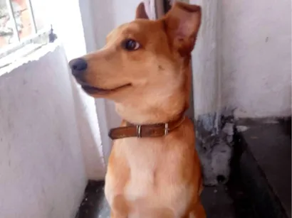 DOA-SE CACHORRO URGENTE!!!