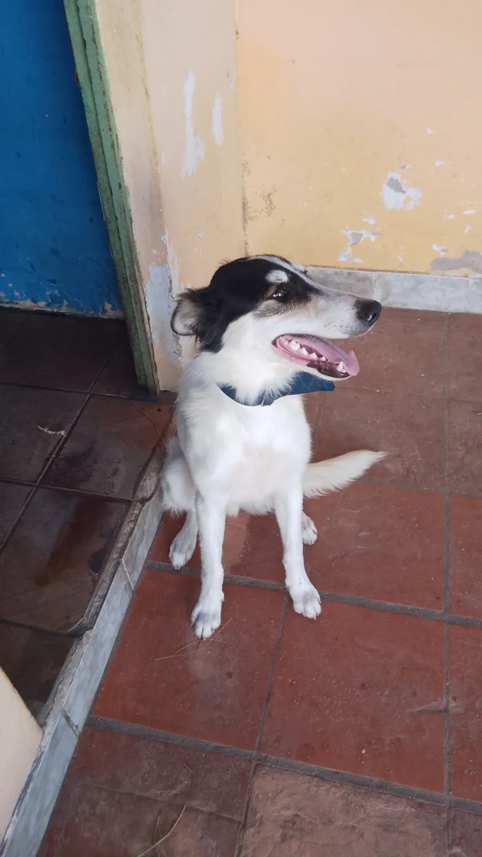 Cachorro raça Border collie  idade 7 a 11 meses nome Berry 