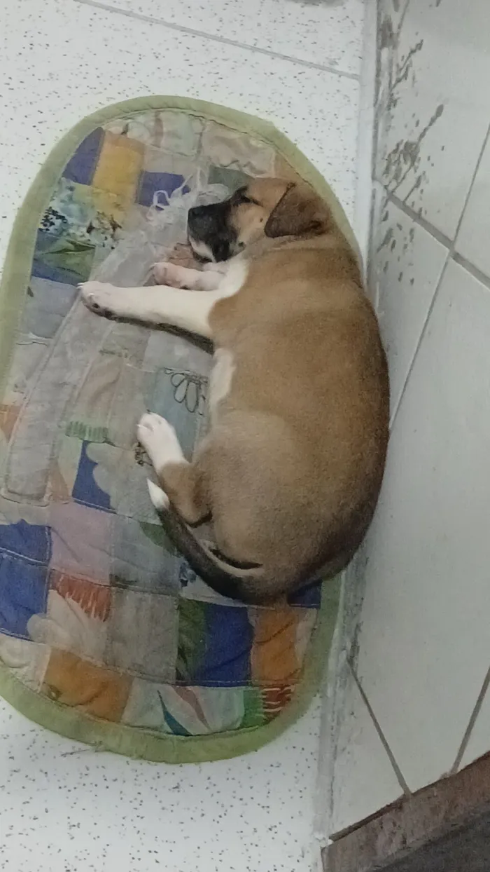 Cachorro raça SRD-ViraLata idade Abaixo de 2 meses nome Cristal