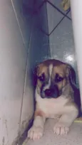 Cachorro raça SRD-ViraLata idade Abaixo de 2 meses nome Cris