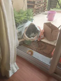 Gato raça SRD-ViraLata idade 5 anos nome Tom