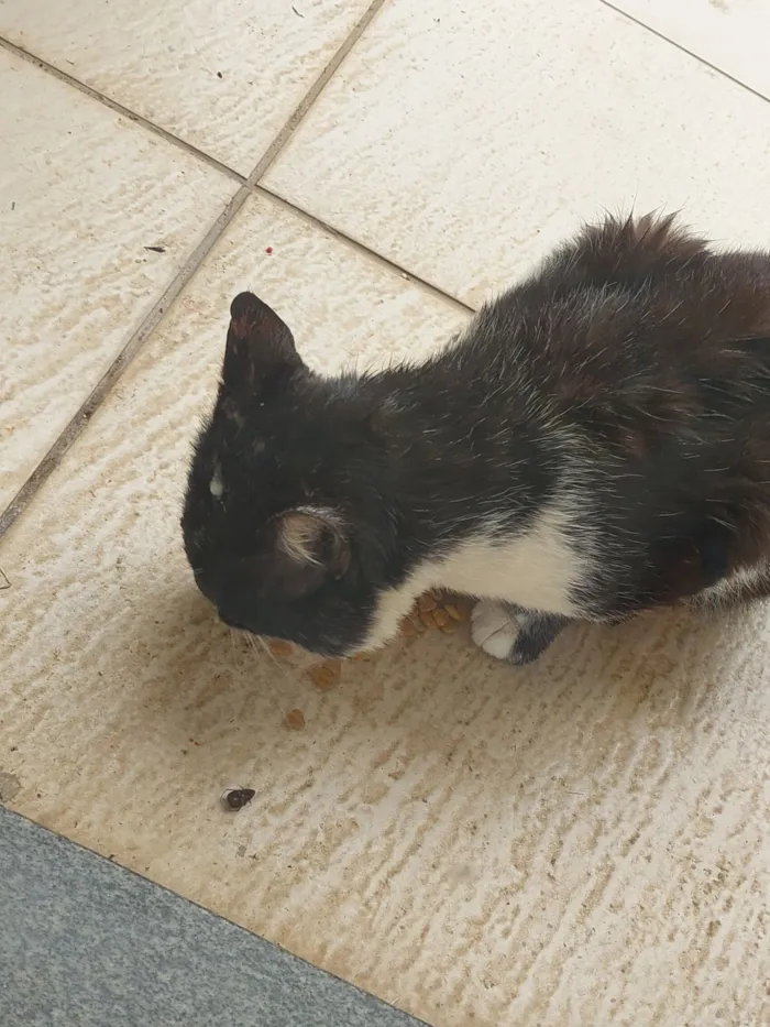 Gato raça SRD-ViraLata idade 5 anos nome Tom