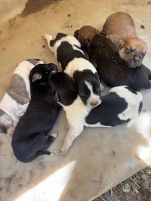 Cachorro raça SRD-ViraLata idade Abaixo de 2 meses nome Sem nome definido 