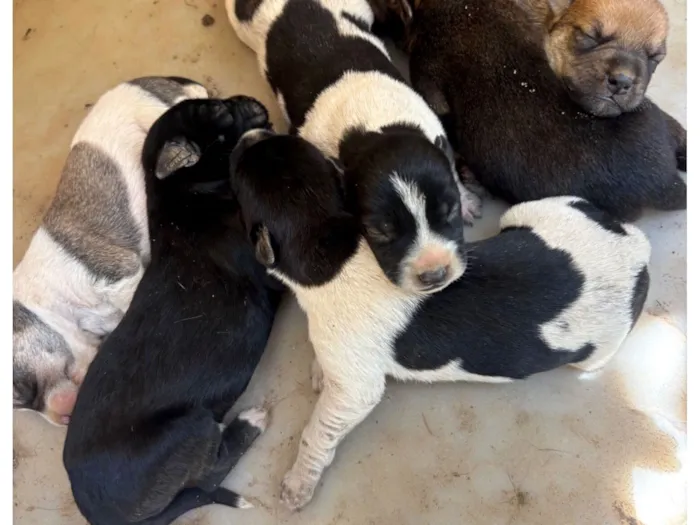 Cachorro raça SRD-ViraLata idade Abaixo de 2 meses nome Sem nome definido 