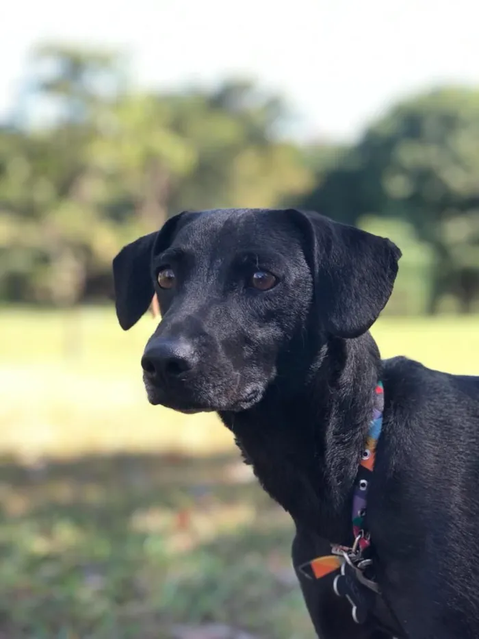 Cachorro raça SRD-ViraLata idade 6 ou mais anos nome Cacau