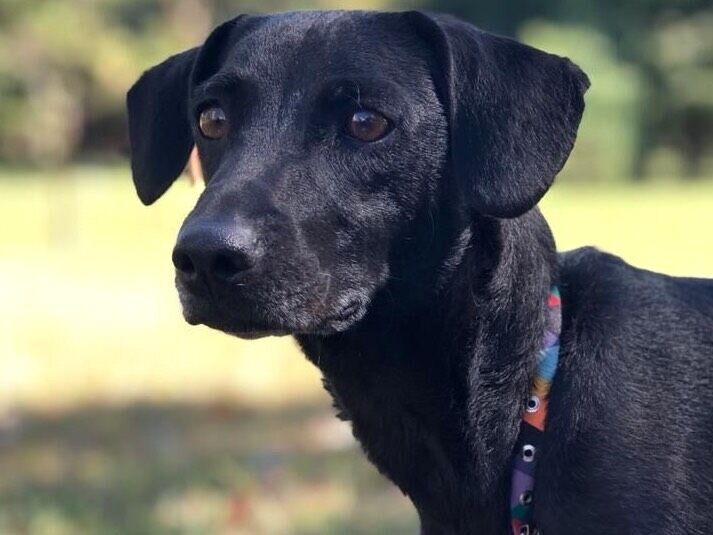 Cachorro raça SRD-ViraLata idade 6 ou mais anos nome Cacau