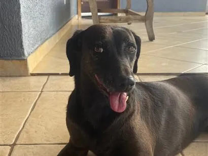 Cachorro raça SRD-ViraLata idade 4 anos nome Brisa
