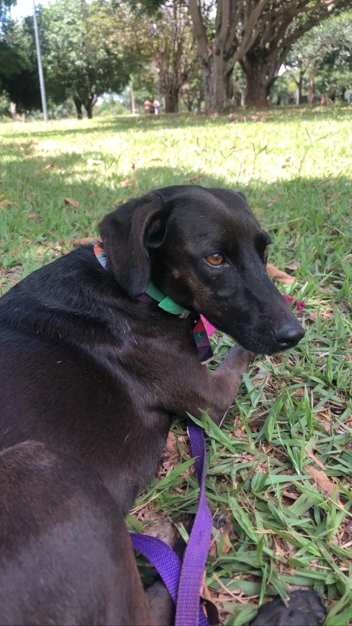 Cachorro raça SRD-ViraLata idade 4 anos nome Brisa