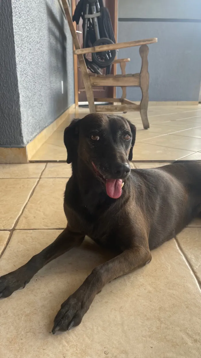 Cachorro raça SRD-ViraLata idade 4 anos nome Brisa
