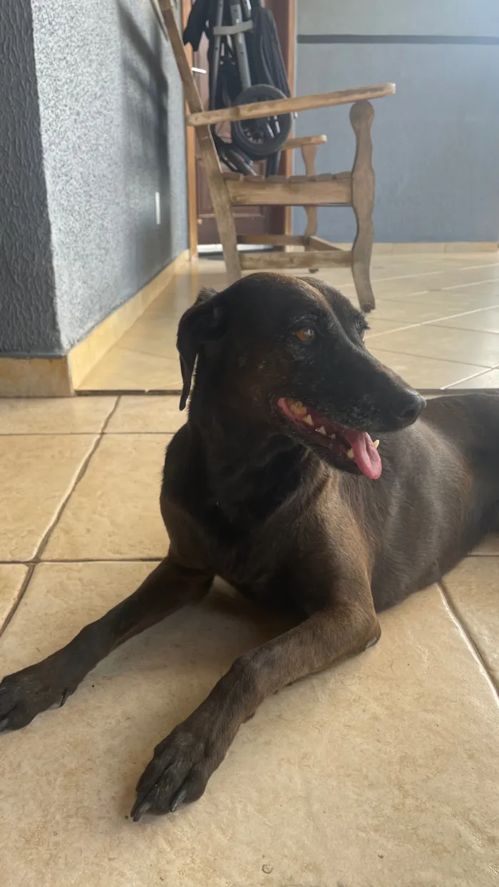 Cachorro raça SRD-ViraLata idade 4 anos nome Brisa