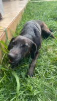 Cachorro raça SRD-ViraLata idade 4 anos nome Brisa