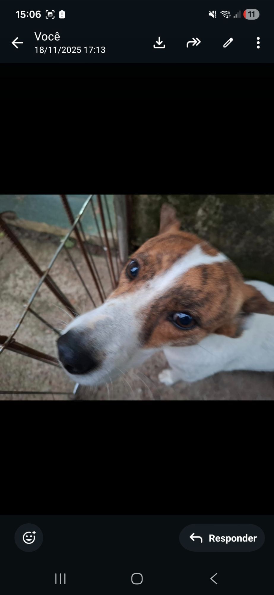 Cachorro raça SRD-ViraLata idade 3 anos nome Branquinha