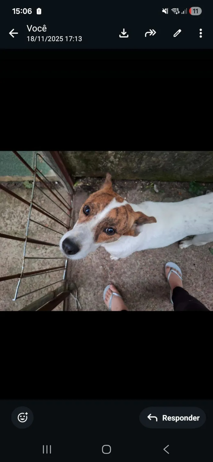 Cachorro raça SRD-ViraLata idade 3 anos nome Branquinha