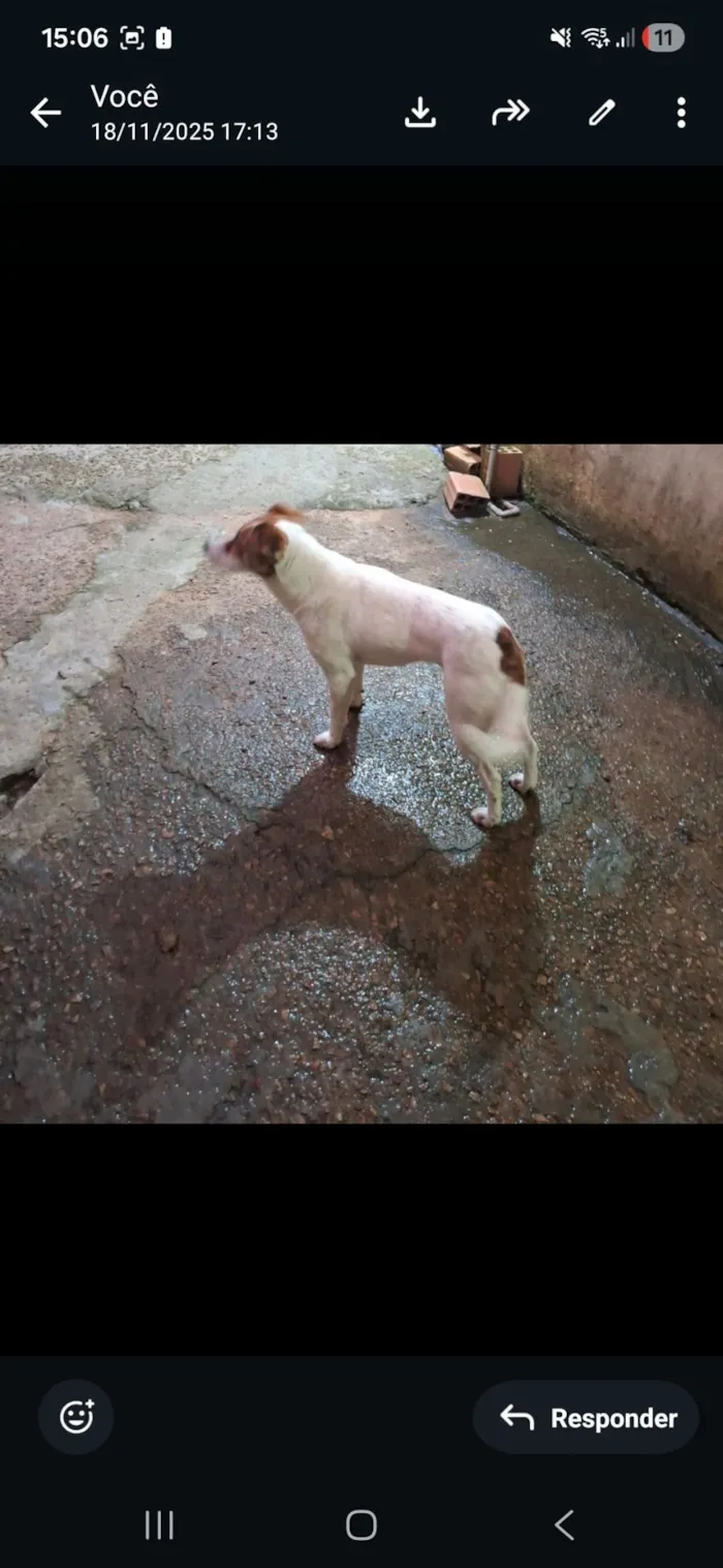 Cachorro raça SRD-ViraLata idade 3 anos nome Branquinha