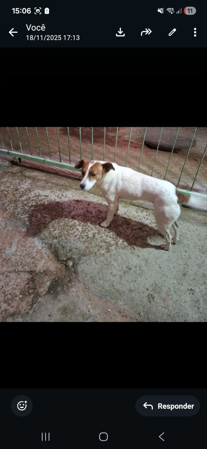 Cachorro raça SRD-ViraLata idade 3 anos nome Branquinha
