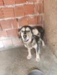 Cachorro raça Husky Siberiano idade 3 anos nome Negão 