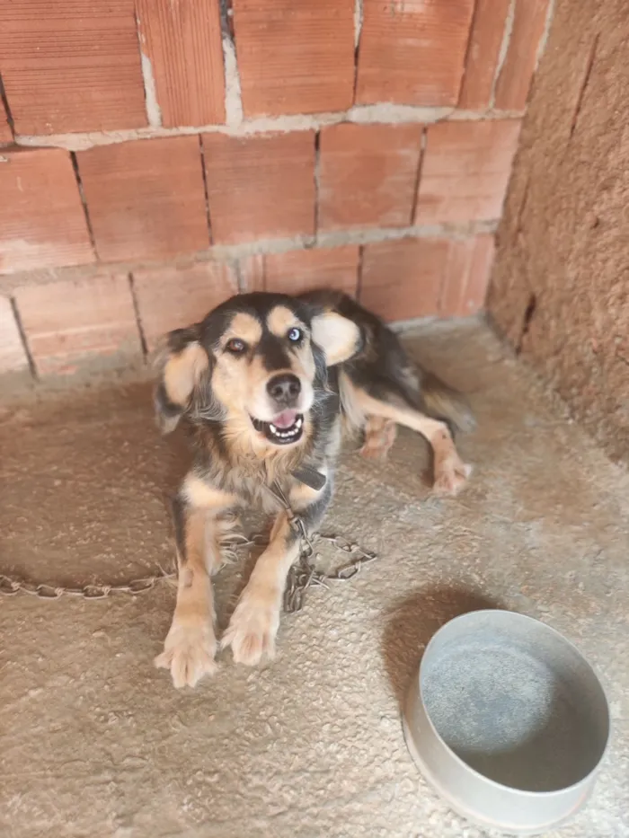 Cachorro raça Husky Siberiano idade 3 anos nome Negão 