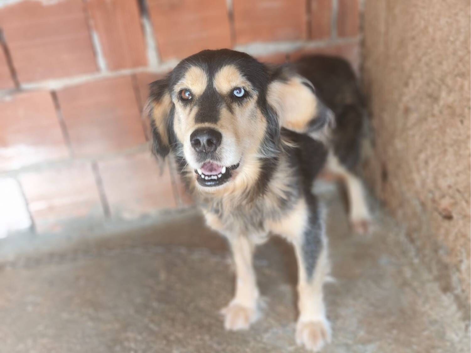 Cachorro raça Husky Siberiano idade 3 anos nome Negão 