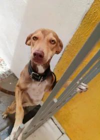 Cachorro raça SRD-ViraLata idade 1 ano nome Bia
