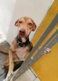 Cachorro raça SRD-ViraLata idade 1 ano nome Bia