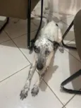 Cachorro raça SRD-ViraLata idade 1 ano nome Nalla