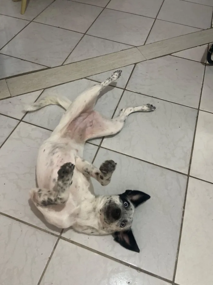 Cachorro raça SRD-ViraLata idade 1 ano nome Nalla