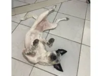 Cachorro raça SRD-ViraLata idade 1 ano nome Nalla