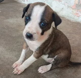Cachorro raça SRD-ViraLata idade 2 a 6 meses nome Laika