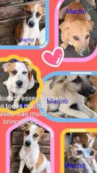 Cachorro raça Pit-Bull idade 2 a 6 meses nome Machos 