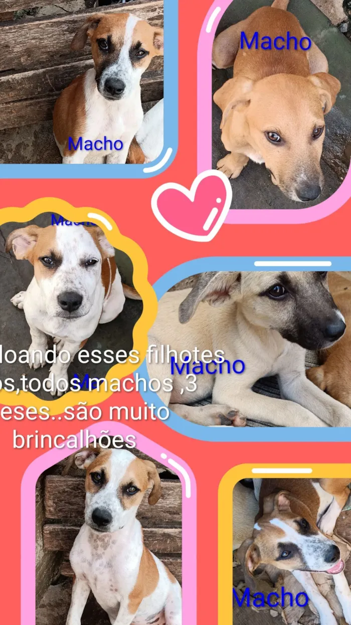 Cachorro raça Pit-Bull idade 2 a 6 meses nome Machos 