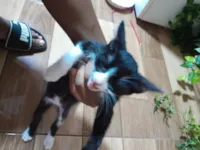 Gato raça SRD-ViraLata idade 2 a 6 meses nome Não tem