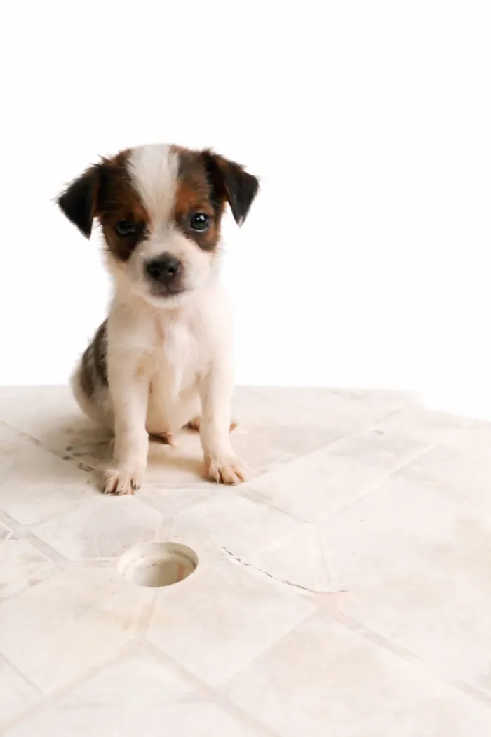 Cachorro raça SRD-ViraLata idade Abaixo de 2 meses nome Paçoca