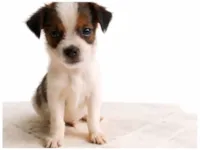 Cachorro raça SRD-ViraLata idade Abaixo de 2 meses nome Paçoca