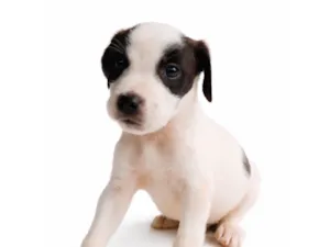 Cachorro raça SRD-ViraLata idade Abaixo de 2 meses nome Zion