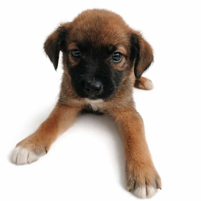 Cachorro raça SRD-ViraLata idade Abaixo de 2 meses nome Toddy